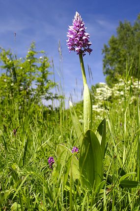 Vstavač vojenský (Orchis militaris), PP Drážov (21. 5. 2005), foto © Z. Podešva