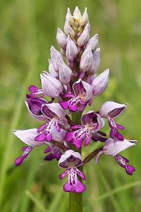 Vstavač vojenský (Orchis militaris), PP Drážov (11. 5. 2003), foto © Z. Podešva