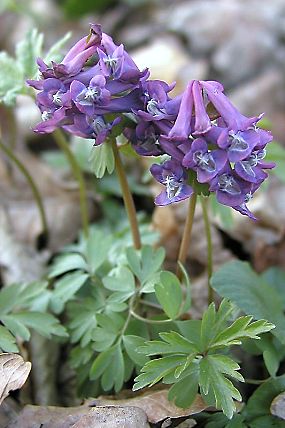 Dymnivka plná (Corydalis solida), PP Dubina (12. 3. 2002)