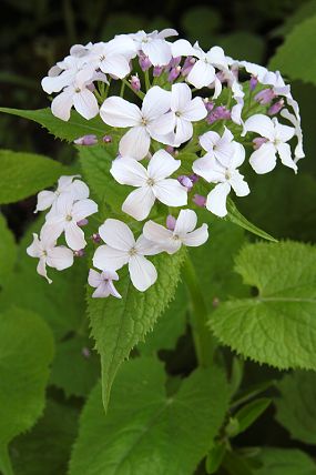 Měsíčnice vytrvalá (Lunaria rediviva) 