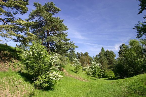 Jižní část přírodní památky Kamenec (21. 5. 2005)