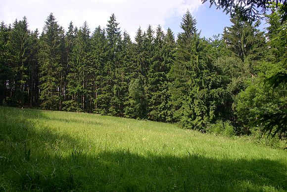 Přírodní památka Loučka pod Bukovinou (25. 6. 2006), foto © Z. Podešva