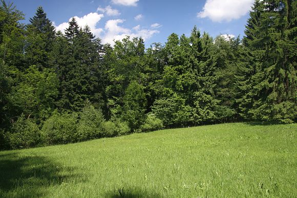 Přírodní památka Loučka pod Bukovinou (15.5. 2013), foto © Z. Podešva