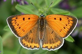 Ohniváček černočárný (Lycaena dispar), foto © Zdeněk Podešva