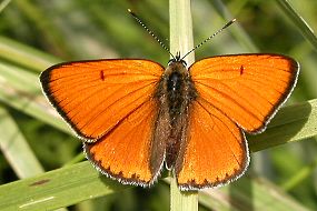 Ohniváček černočárný (Lycaena dispar), foto © Zdeněk Podešva