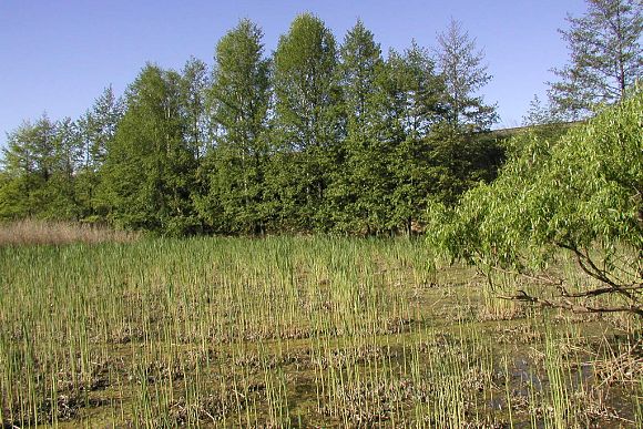 Tůň po zimním kosení rákosiny v přírodní památce Mokřad Pumpák (5. 5. 2003), foto © Zdeněk Podešva
