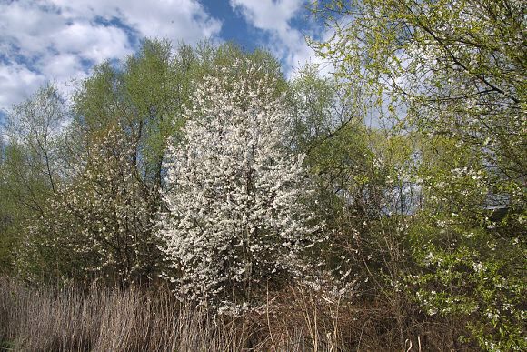 Přírodní památka Mokřad Pumpák (20. 4. 2015), foto © Zdeněk Podešva