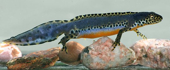 Čolek horský (Ichthyosaura alpestris), PP Nádrž Tesák (7. 5. 2007)