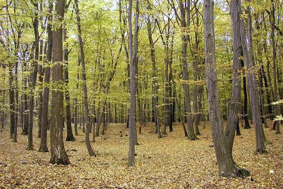 Přírodní památka Obora (19. 10. 2002), foto © Zdeněk Podešva