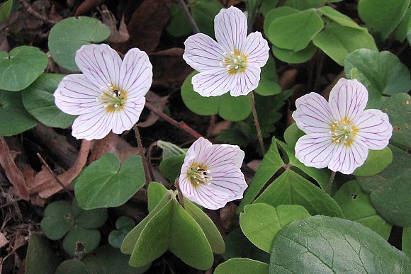 Šťavel kyselý (Oxalis acetosella)