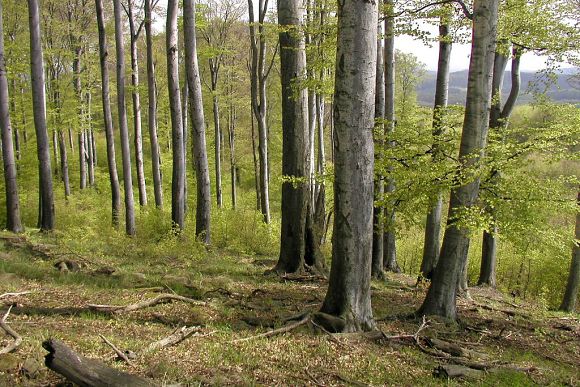 Přírodní rezervace Ocásek (28. 4. 2004)
