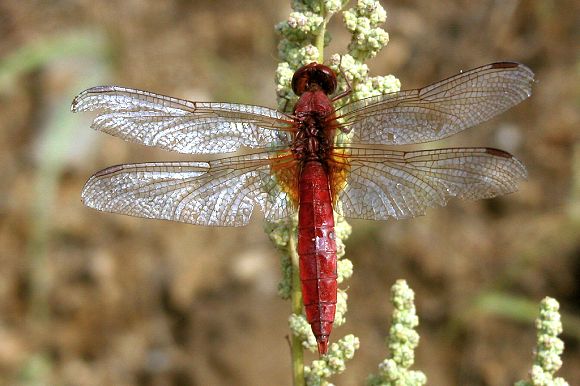 Vážka červená (Crocothemis erythraea), PP Skalky u Hulína (25. 8. 2002),  foto © Zdeněk Podešva