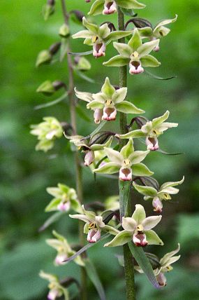 Kruštík modrofialový (Epipactis purpurata), foto © Zdeněk Podešva