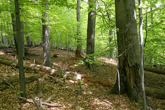 Přírodní rezervace Tesák (1. 5. 2007)
