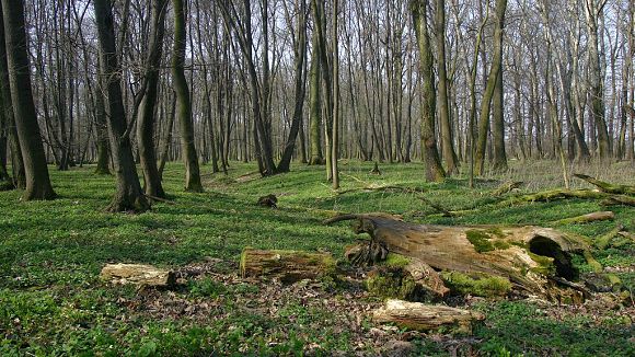 Lužní les Filena (26. 3. 2007), foto © Z. Podešva