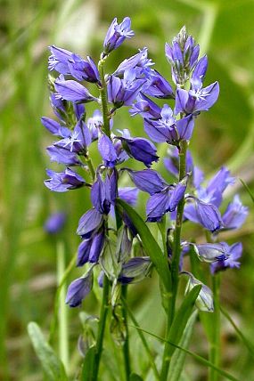 Vítod obecný (Polygala vulgaris)