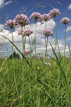 Česnek hranatý (Allium angulosum), PP Záříčské louky (7. 8. 2012)