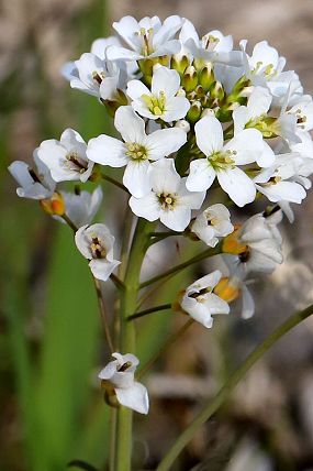 Řeřišnice Matthioliho (Cardamine matthioli), PP Záříčské louky (9. 4. 2019)