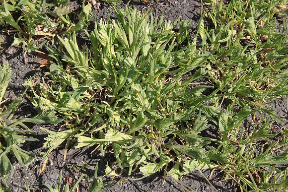 Jednoletá tráva tužanka tvrdá (Sclerochloa dura), PP Záříčské louky (8. 5. 2016)