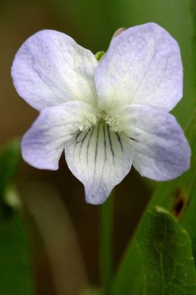 Violka slatinná (Viola stagnina), PP Záříčské louky (8. 5. 2016)