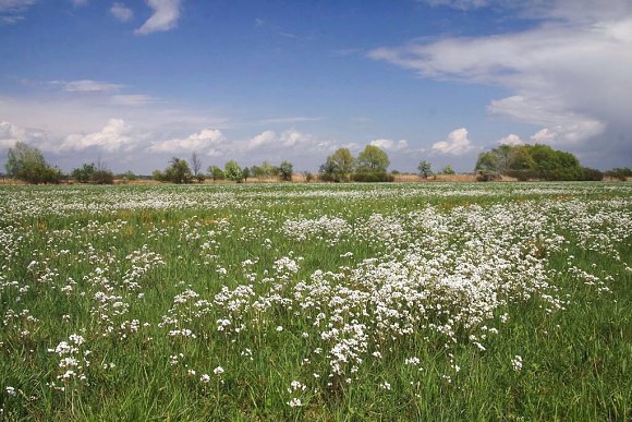  Na jaře oživují přírodní památku Záříčské louky bílé květy řeřišnice Matthioliho (Cardamine matthioli), foto Z. Podešva, 16. 4. 2017.