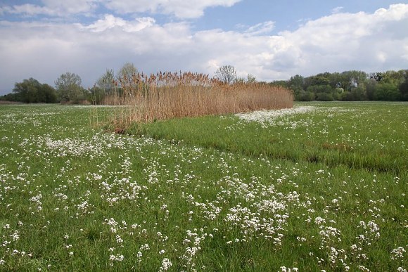 Přírodní památka Záříčské louky (16. 4. 2017)