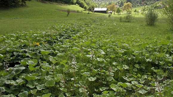 Přírodní památka Chmelinec – mokřadní vegetace svazu Calthion (16. 5. 2003)