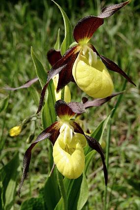 Střevíčník pantoflíček (Cypripedium calceolus), foto © Z. Podešva