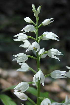 Okrotice dlouholistá (Cephalanthera longifolia)