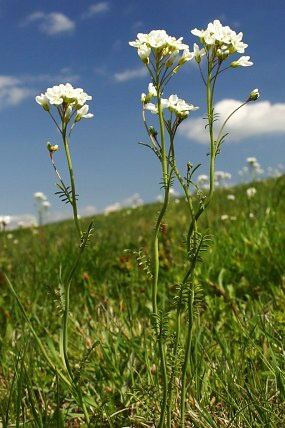 Řeřišnice Matthioliho (Cardamine matthioli), Velká Javorina (13. 5. 2005), foto © Z. Podešva