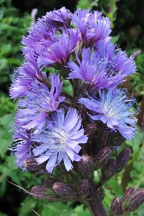 Mléčivec alpský (Cicerbita alpina), foto © Z. Podešva