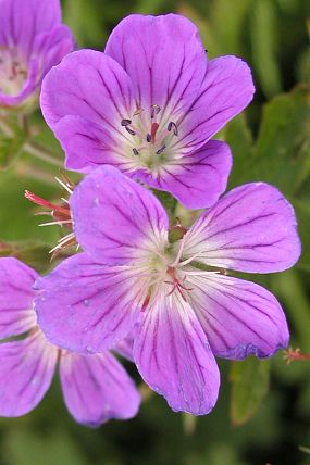 Kakost lesní (Geranium sylvaticum), foto © Z. Podešva
