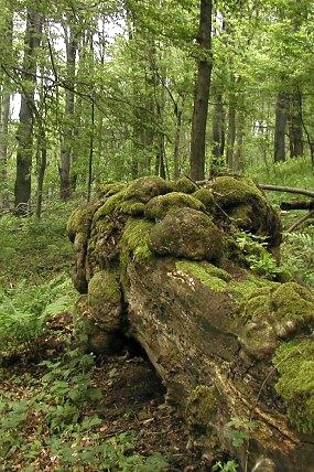 Porosty pralesovitého charakteru (12. 6. 2004), foto © Z. Podešva