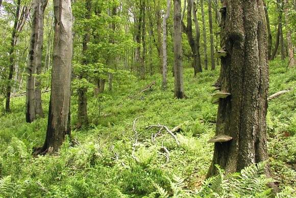 Porosty pralesovitého charakteru v NPR Javorina (12. 6. 2004), foto © Z. Podešva