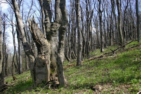 Pokroucené stromy pod hřbetem Velké Javoriny (13. 5. 2005), foto © Z. Podešva