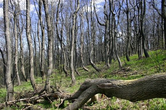 Díky drsnému klimatu mají stromy ve vrcholových partiích bizarní, 
		pokroucené tvary (13. 5. 2005), foto © Z. Podešva