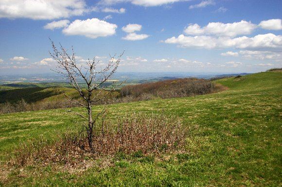 Horská smilková louka (ochranné pásmo) na vrcholu Velké Javoriny (13. 5. 2005), foto © Z. Podešva