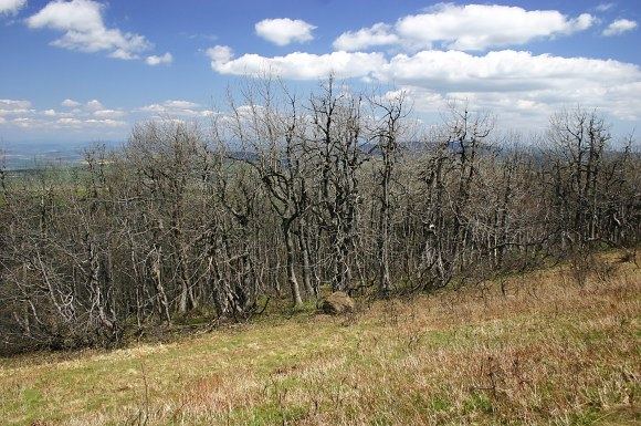 Vrcholový fenomén hřbetu Velké Javořiny (13. 5. 2005), foto © Z. Podešva