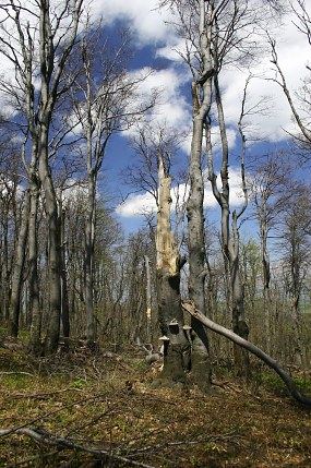 NPR Velká Javorina (13. 5. 2005), foto © Z. Podešva