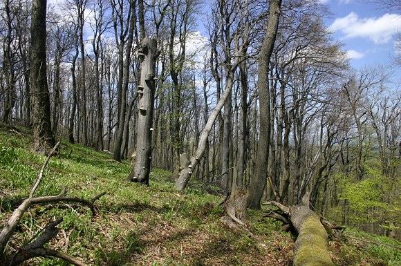Květnaté bučiny pralesovitého charakteru v NPR Javorina (13. 5. 2005)