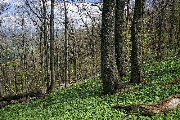 V podrostu místy dominuje česnek medvědí (Allium ursinum)