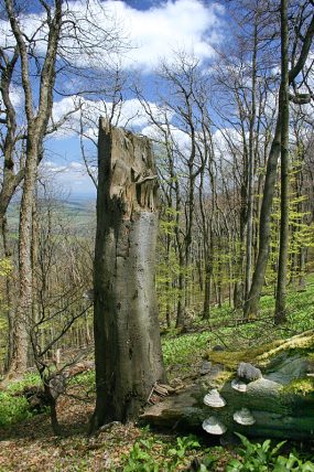 Pralesovité porosty v NPR Javorina