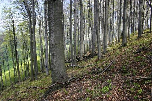 Květnatá bučina v bývalé přírodní rezervaci Javořina (13. 5. 2005), foto © Z. Podešva