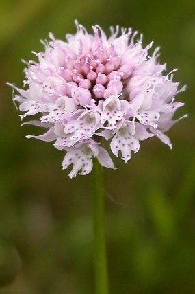 Hlavinka horská (Traunsteinera globosa), Velká Javorina (12. 6. 2004), foto © Z. Podešva