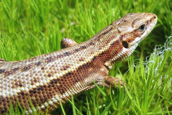 Ještěrka živorodá (Zootoca vivipara), foto © Z. Podešva