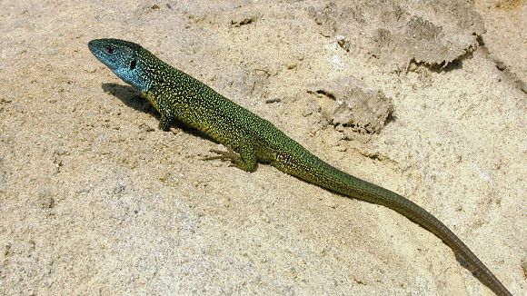 Ještěrka zelená (Lacerta viridis), foto © Zdeněk Podešva