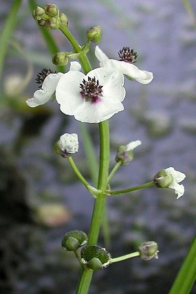 Květenství šípatky střelolisté (S. sagittifolia)