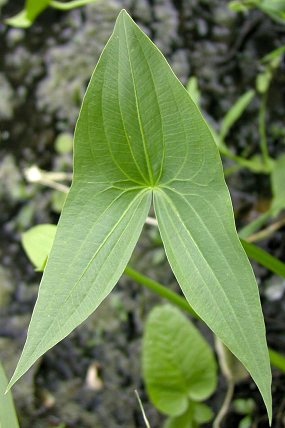 List šípatky střelolisté (Sagittaria sagittifolia)