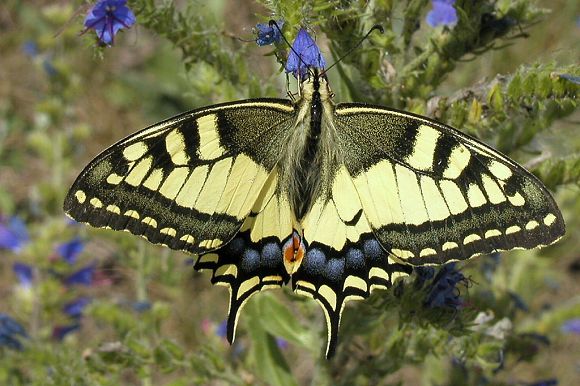 Otakárek fenyklový (Papilio machaon), PP Koukolky (11. 7. 2003)