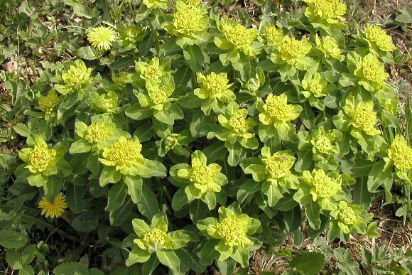 Pryšec mnohobarevný (Euphorbia epithymoides), PR Kovářův žleb (26. 4. 2003)